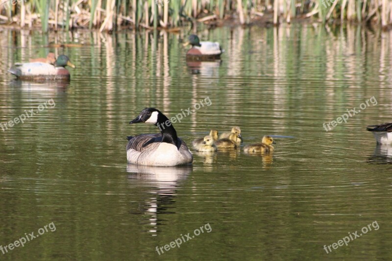 Canada Geese Geese Goslings Free Photos