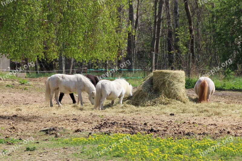 Ponies Small Horse Pasture Meadow Hay