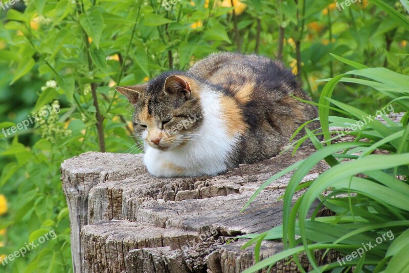 Cat Tree Stump Landscape Green Nature