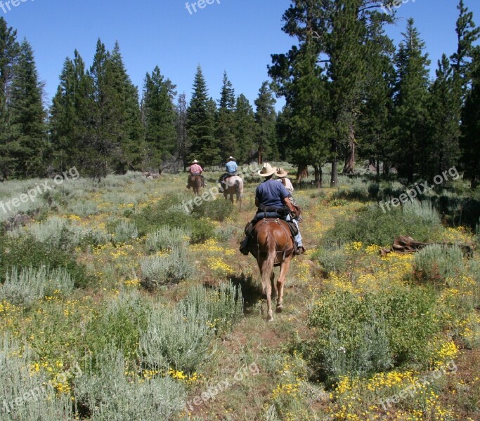 Horseback Riding Trail Wilderness Horses Animals