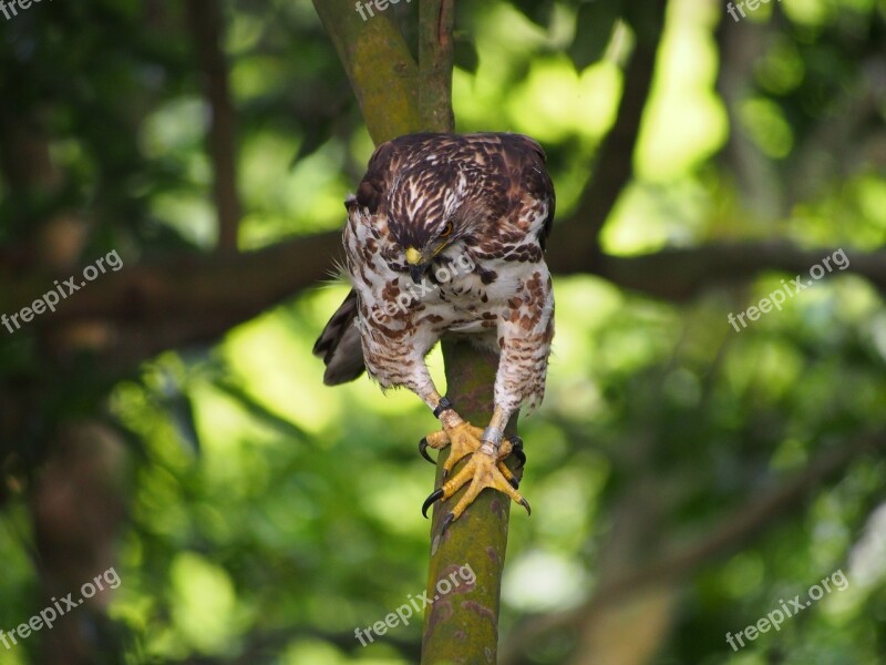 Fung Head Goshawk Raptor Focus Hunting Free Photos