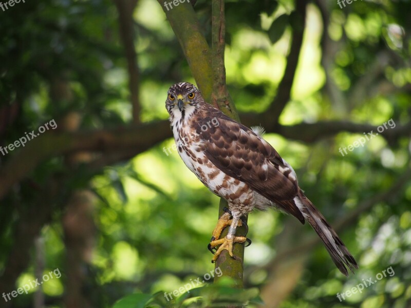 Fung Head Goshawk Ferocious Watch Free Photos