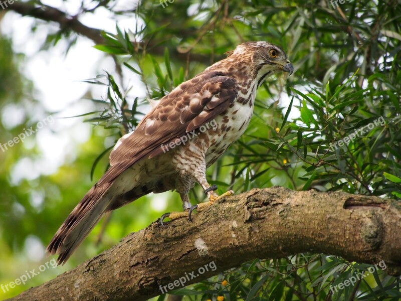 Fung Head Goshawk Eagles Raptor Carnivorous Free Photos