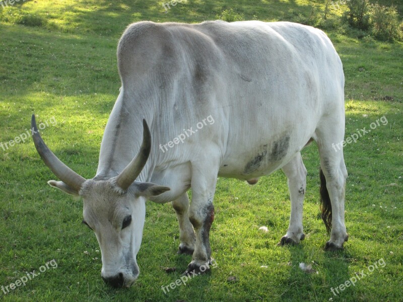 Zebu Zoo Animal Field Graze