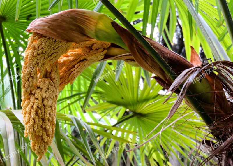 Palm Palm Blossom Blossom Bloom Fruit