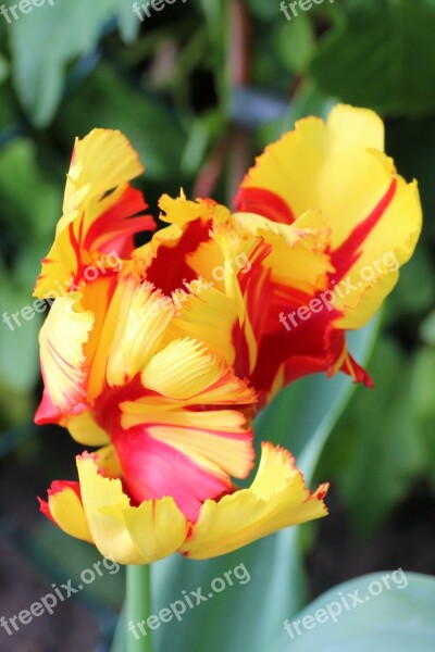 Tulip Blossom Bloom Tulpenbluete Spring