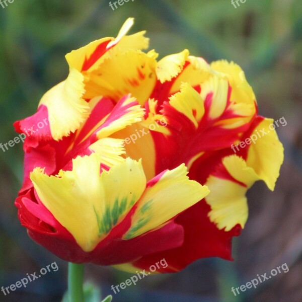 Tulip Blossom Bloom Tulpenbluete Spring