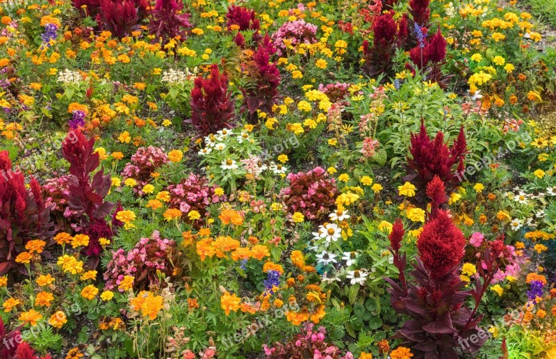 Garden Flowers Colorful Nature Green