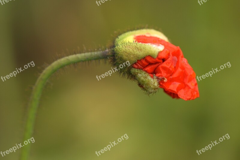 Poppy Flower Blossom Folded Bud Mohngewaechs