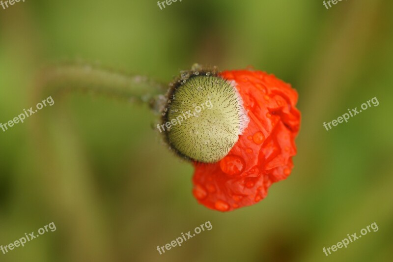 Poppy Flower Blossom Poppy Bud Folded