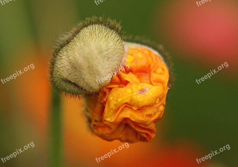 Poppy Flower Blossom Poppy Bud Folded