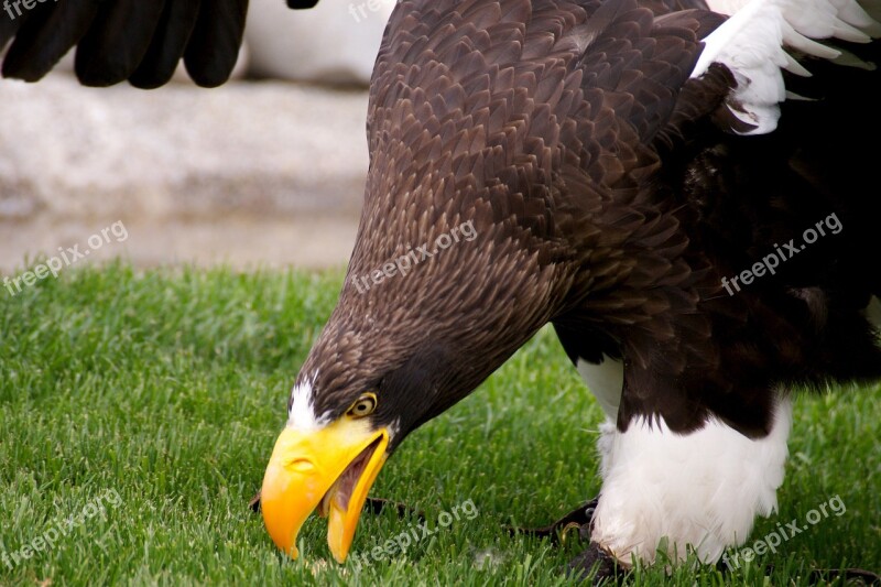 White Tailed Eagle Bird Adler Raptor Bird Of Prey