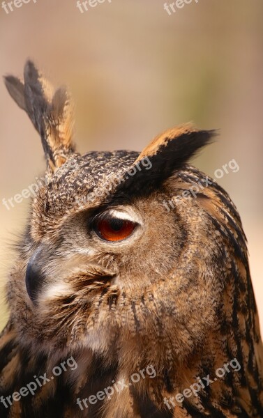 Owl Bird Animal Tawny Owl Nocturnal