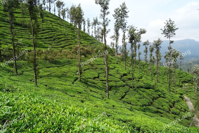 Tea Garden Tea Plant Plantation Estate