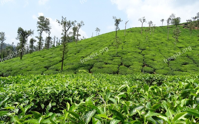 Tea Garden Tea Plant Plantation Estate