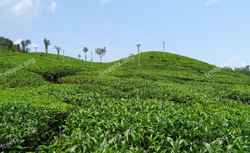 Tea Garden Tea Plant Plantation Estate