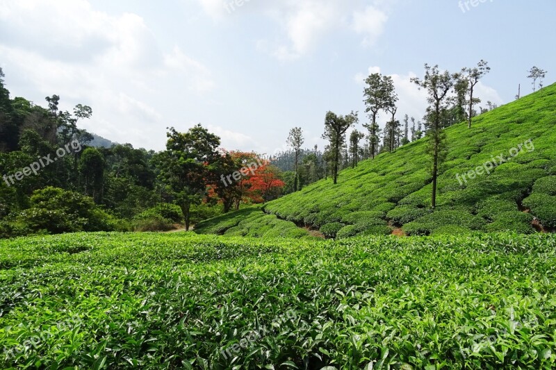 Tea Garden Tea Plant Plantation Estate