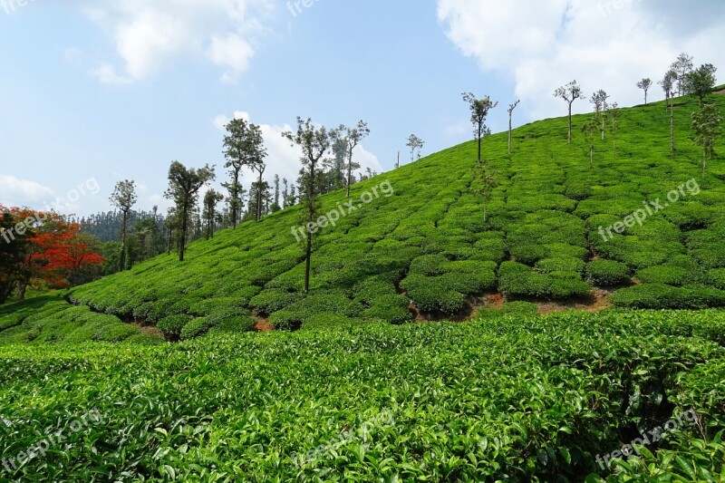 Tea Garden Tea Plant Plantation Estate