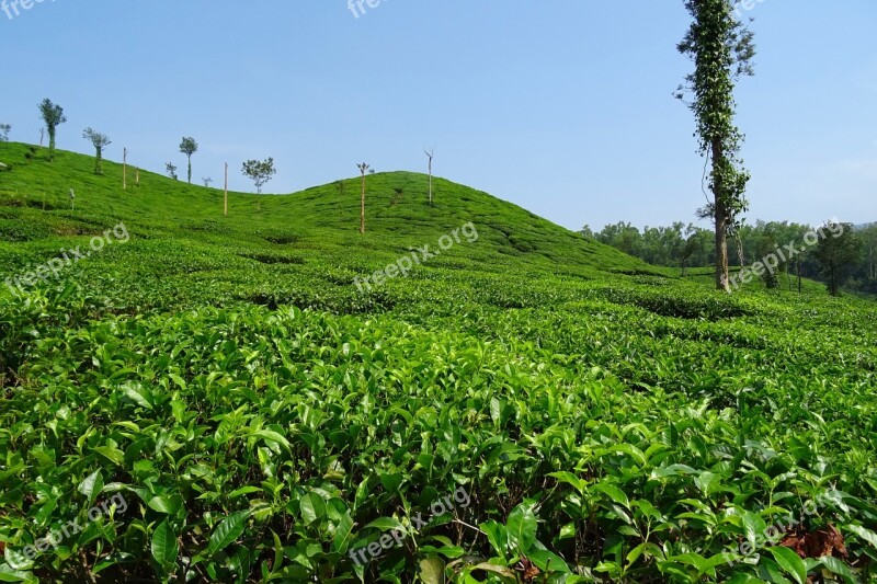 Tea Garden Tea Plant Plantation Estate