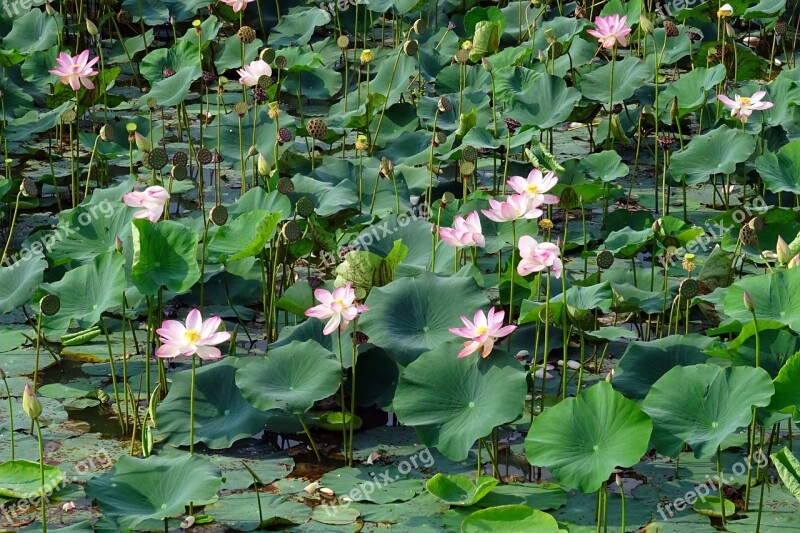 Lotus Pink Flower Pond Bloom