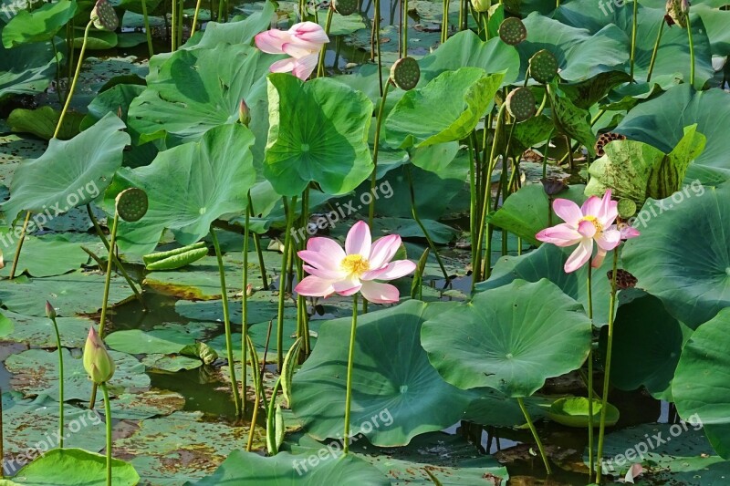 Lotus Pink Flower Pond Bloom