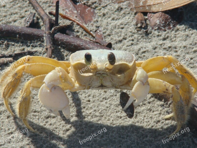 Siri Beach Animal Sand Nature