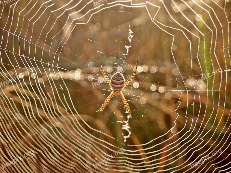 Spider Web Dew Morning Arachnid