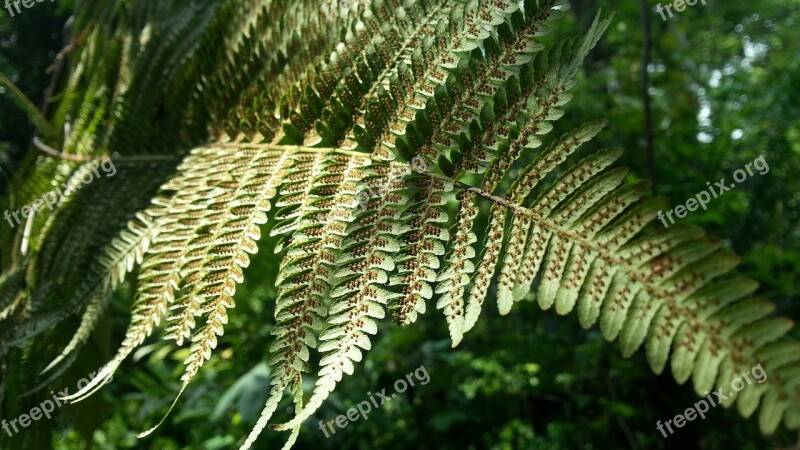 Fern Leaf Spores Plant Flora Leaves