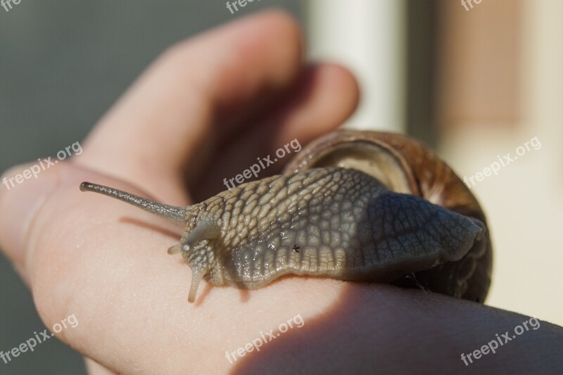 Snail Shell Mollusk Nature Hand