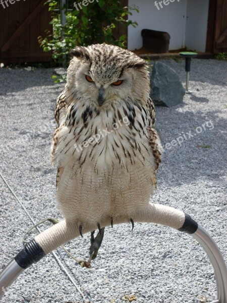 Owl Eagle Owl Forest Feather Bird Of Prey