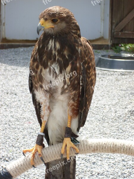 Bird Of Prey Falcon Caught Bird Plumage