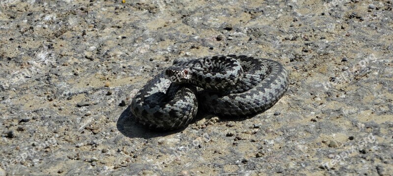 Snake Viper Amphibian Animal Nature