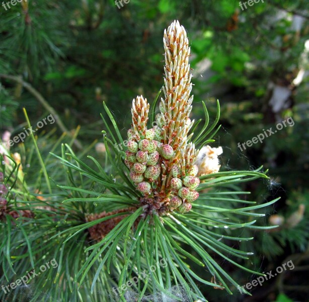 Pine Foliation Needles Conifer Green