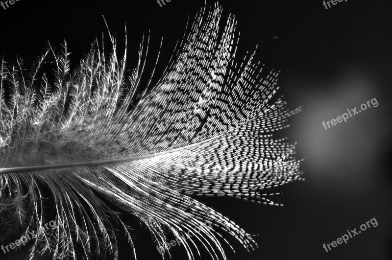 Feather Bird Plumage Animal Flying