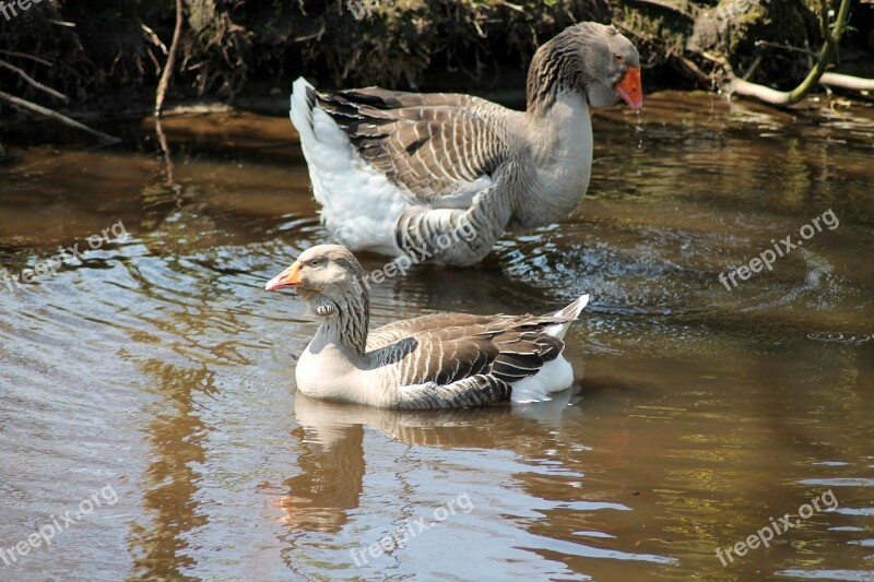 Geese Expensive Swimming Birds Water Feather