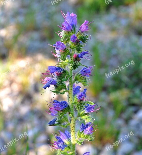 Echium Vulgare Spring Flowers Wildflower Free Photos