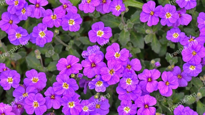 Purple Flower Spring Flower Nature Purple Spring Flower Free Photos