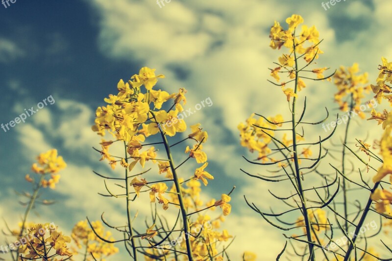 Rapeseed Yellow Sky Yields Plant