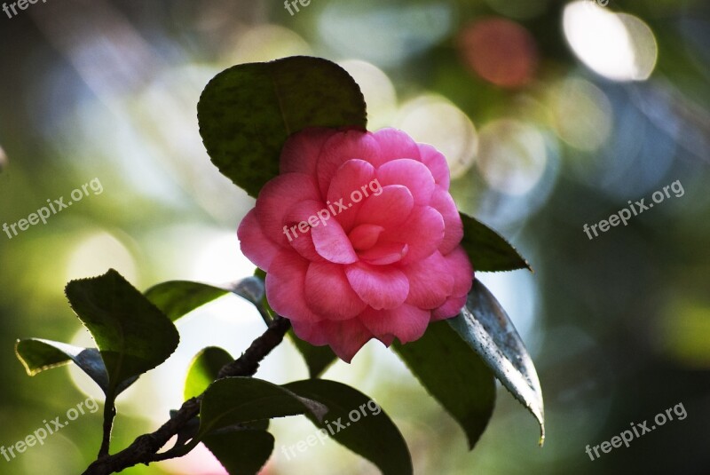 Flower Pink Flowers Gentle Plant