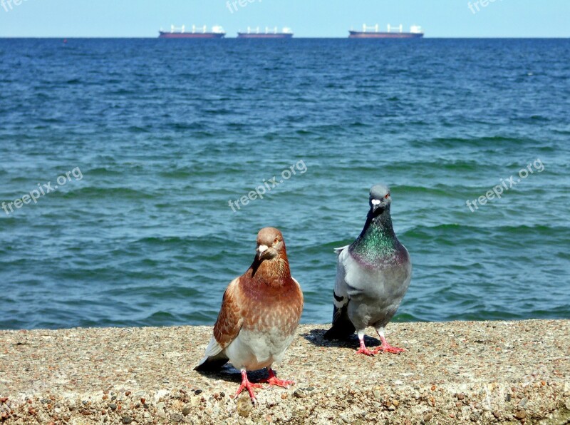 Pigeons Sea The Baltic Sea Para Ship