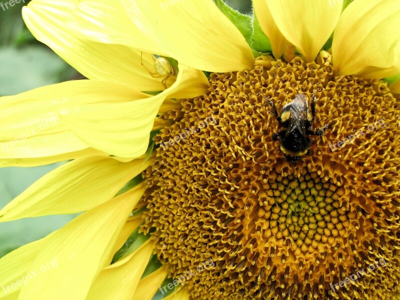 Spider Hummel Sunflower Free Photos