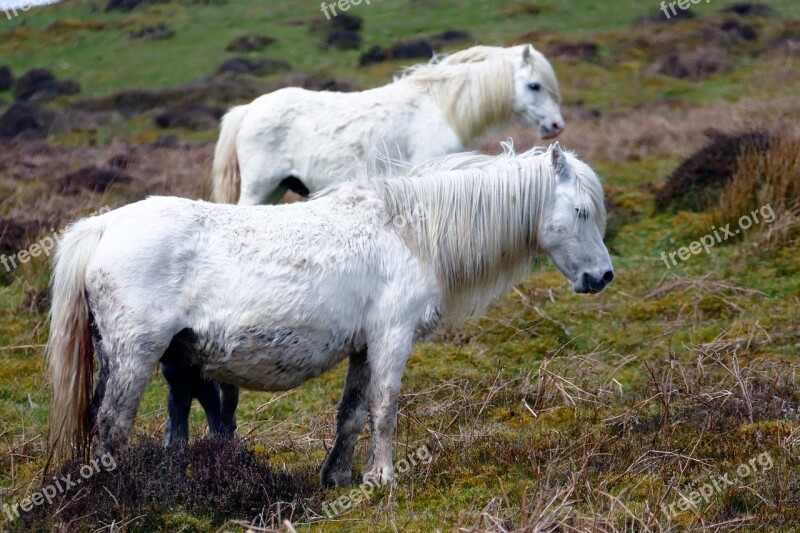 Horses Animal Field Equestrian White