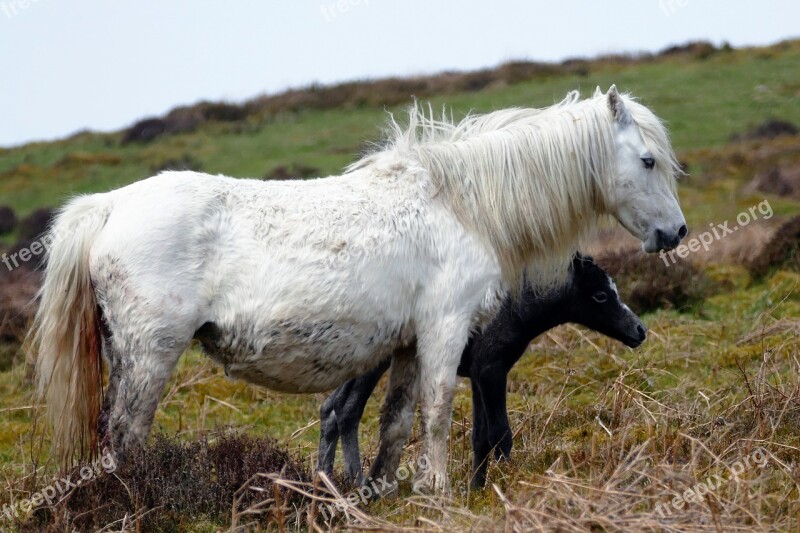 Horses Animal Field Equestrian White