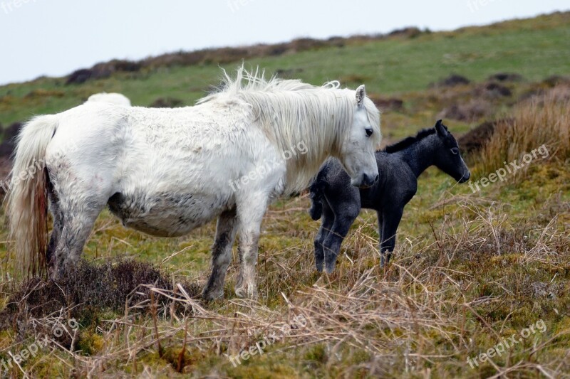 Horses Animal Field Equestrian White