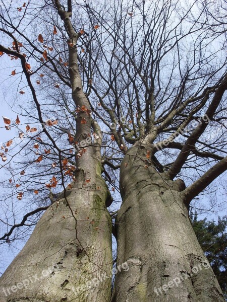 Trees Forest Log Cohesion Twin