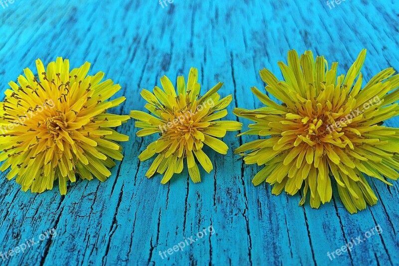 Dandelions Spring Yellow Flower Wild