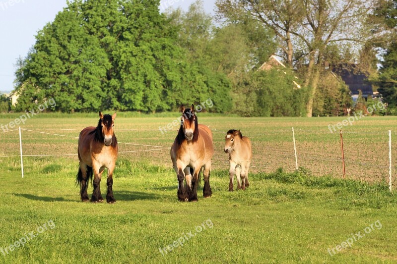 Horses Mares Foal Cold Blooded Animals Paddock