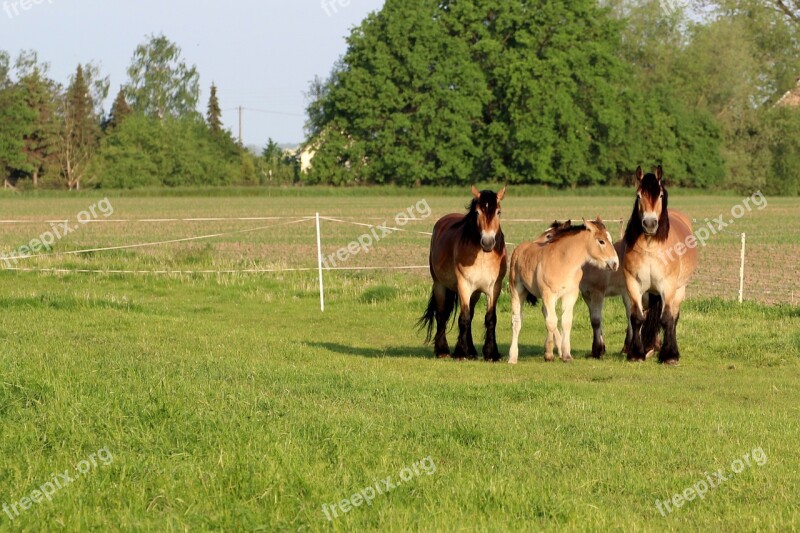 Horses Mares Foal Cold Blooded Animals Paddock