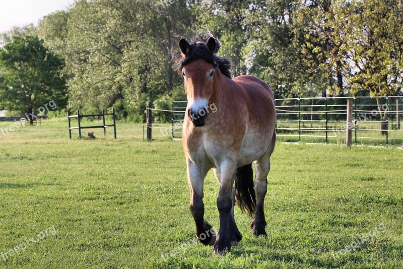 Horse Kaltblut Mare Pasture Paddock