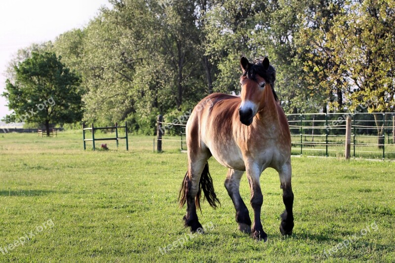 Horse Kaltblut Mare Pasture Paddock